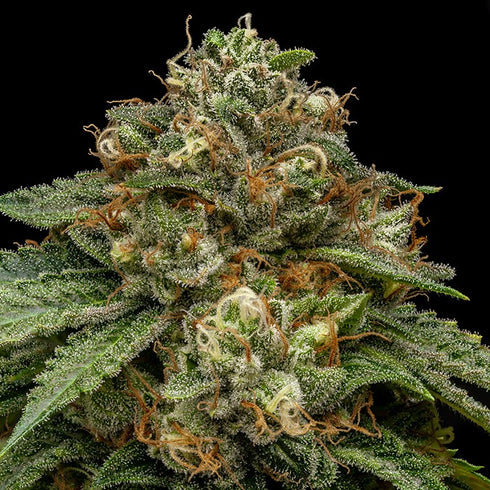 Ripper Seeds - Kroma